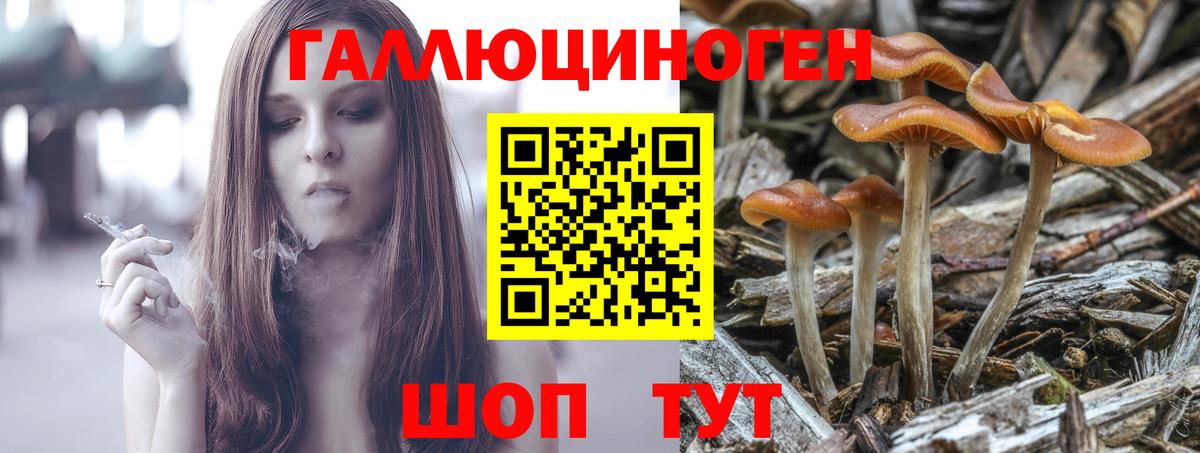 Галлюциногенные грибы GOLDEN TEACHER  купить  сайты  Новокубанск  Вход с VPN 